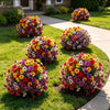 🔥 Last Day Sale Price | Turn Your Garden Into a Colorful Paradise