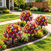 🔥 Last Day Sale Price | Turn Your Garden Into a Colorful Paradise
